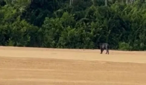 VÍDEO: Onça-preta rara é flagrada passeando em praia no Sul de Roraima
