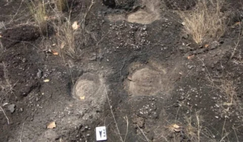 Pegadas de dinossauros são identificadas em Roraima e podem ter 110 milhões de anos