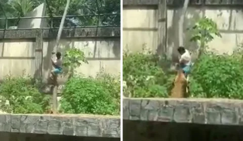 VEJA VÍDEO: Homem invade jaula de leoa e morre durante ataque