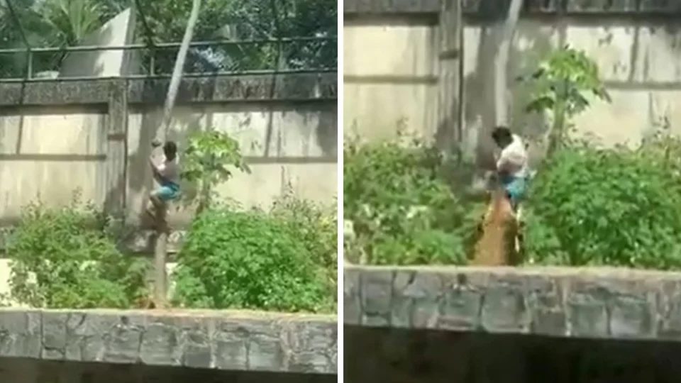 VEJA VÍDEO: Homem invade jaula de leoa e morre durante ataque