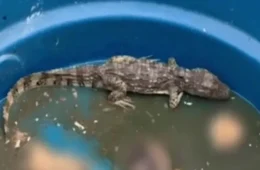 VÍDEO: ‘Jacaré do tráfico’ seria usado para devorar restos de rivais de facção