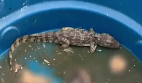 VÍDEO: ‘Jacaré do tráfico’ seria usado para devorar restos de rivais de facção