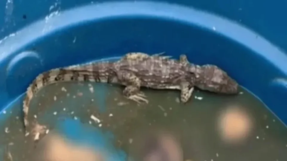 VÍDEO: ‘Jacaré do tráfico’ seria usado para devorar restos de rivais de facção