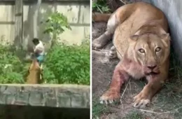 O que acontecerá com leoa que matou homem em zoológico? Parque anuncia decisão final