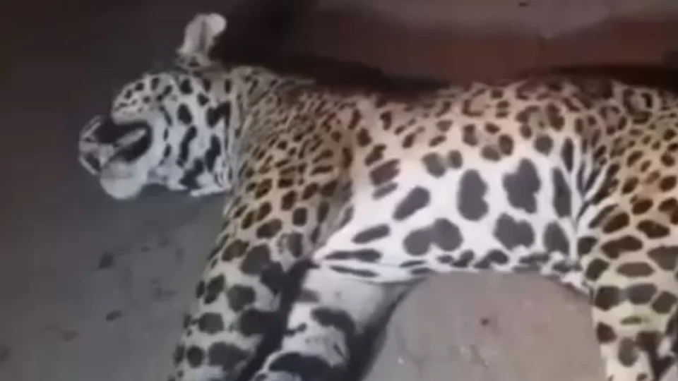 Onça-pintada morre após ser atropelada na BR-364, no interior do Acre; VÍDEO