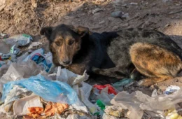 Ministério Público cria Núcleo para reforçar proteção e defesa dos animais no Acre