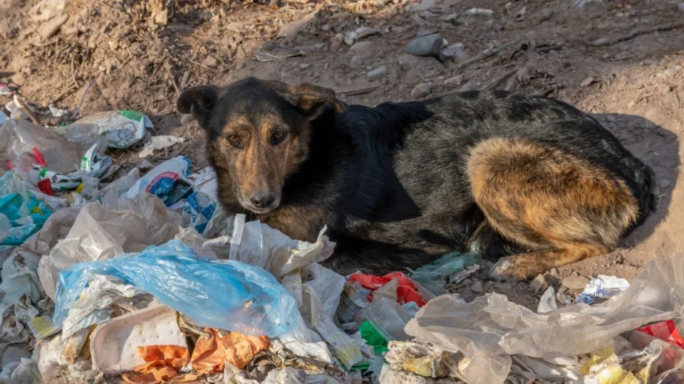 Ministério Público cria Núcleo para reforçar proteção e defesa dos animais no Acre