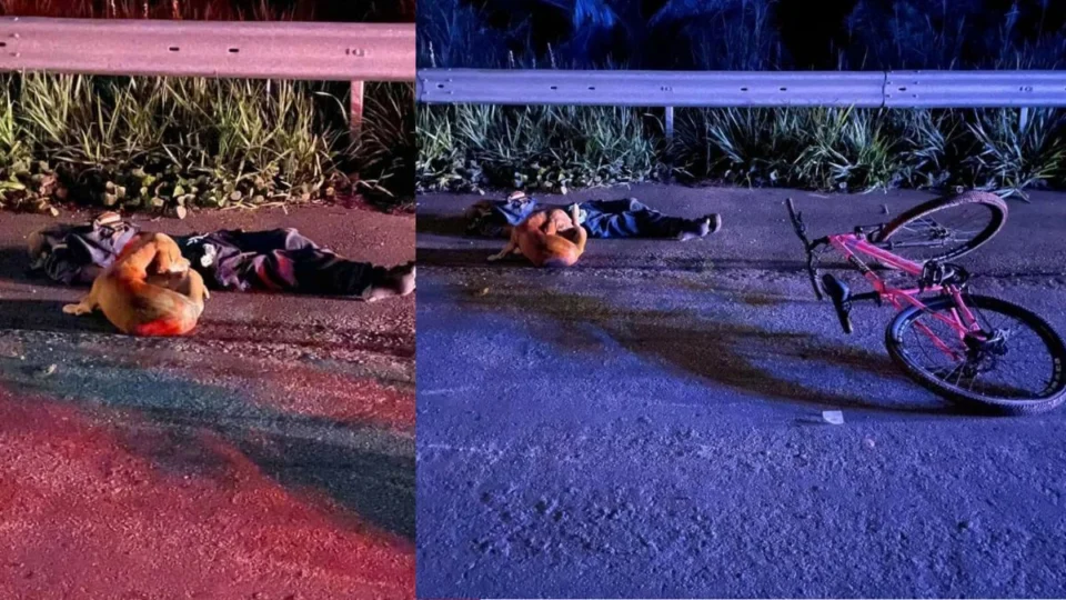 Leal até o fim: cachorro não abandona tutor após morte em acidente no Acre