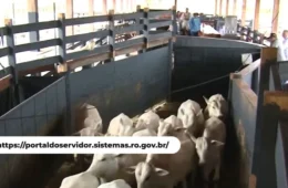 VÍDEO: Idaron abre processo seletivo para médicos veterinários em Rondônia com salários acima de R$ 5 mil