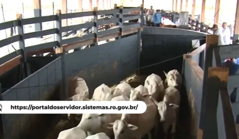 VÍDEO: Idaron abre processo seletivo para médicos veterinários em Rondônia com salários acima de R$ 5 mil