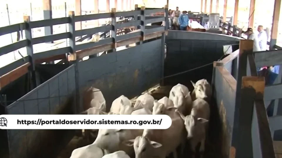 VÍDEO: Idaron abre processo seletivo para médicos veterinários em Rondônia com salários acima de R$ 5 mil