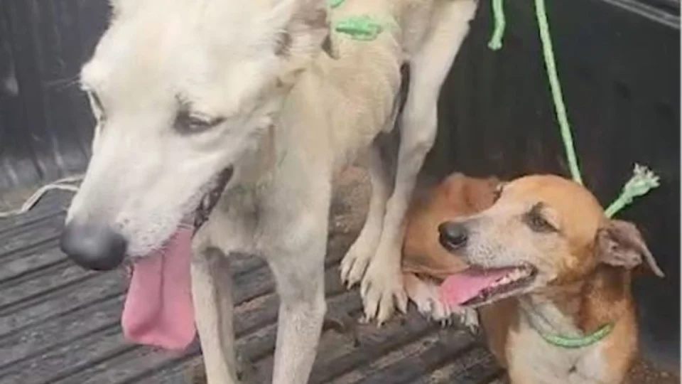 VÍDEO: Sema resgata cães vítimas de maus-tratos após denúncias na zona Norte de Porto Velho