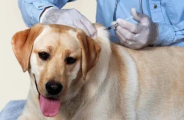 Prefeitura de Rio Branco intensifica vacinação antirrábica de cães e gatos até 19 de dezembro