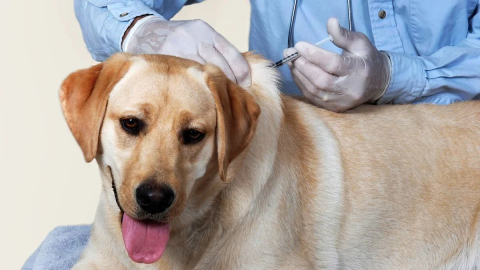 Prefeitura de Rio Branco intensifica vacinação antirrábica de cães e gatos até 19 de dezembro