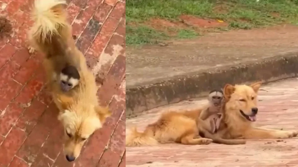 Vídeo registra macaco nas costas de cachorro passeando em rua no interior do Acre