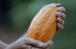 Cacau amazônico brilha em prêmio nacional e movimenta economia da região