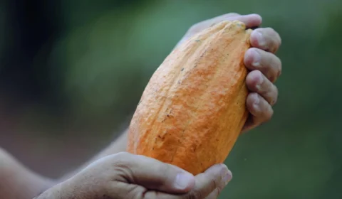 Cacau amazônico brilha em prêmio nacional e movimenta economia da região