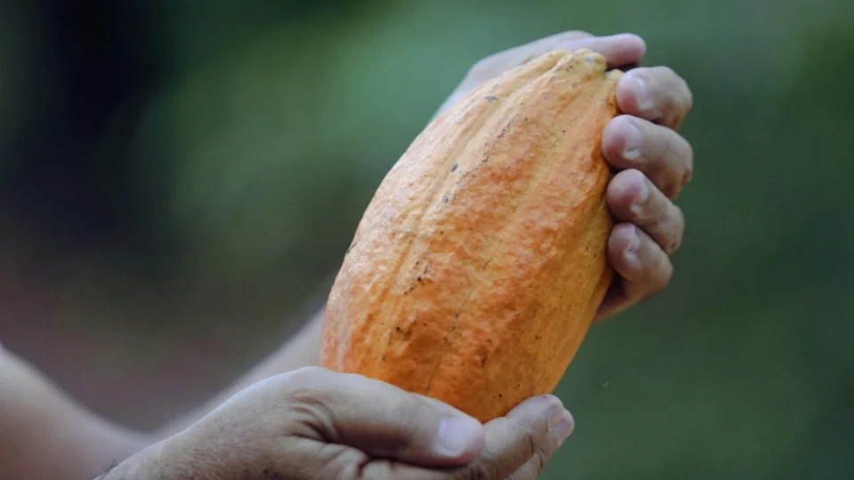 Cacau amazônico brilha em prêmio nacional e movimenta economia da região