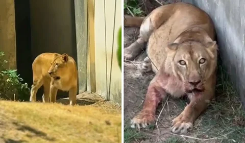 Leoa retorna ao recinto dias após matar jovem que pulou grade do zoológico