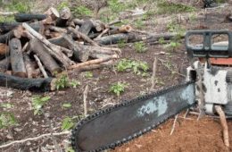 Desmatamento recua na Amazônia e no Cerrado, mas segue concentrado em estados-chave