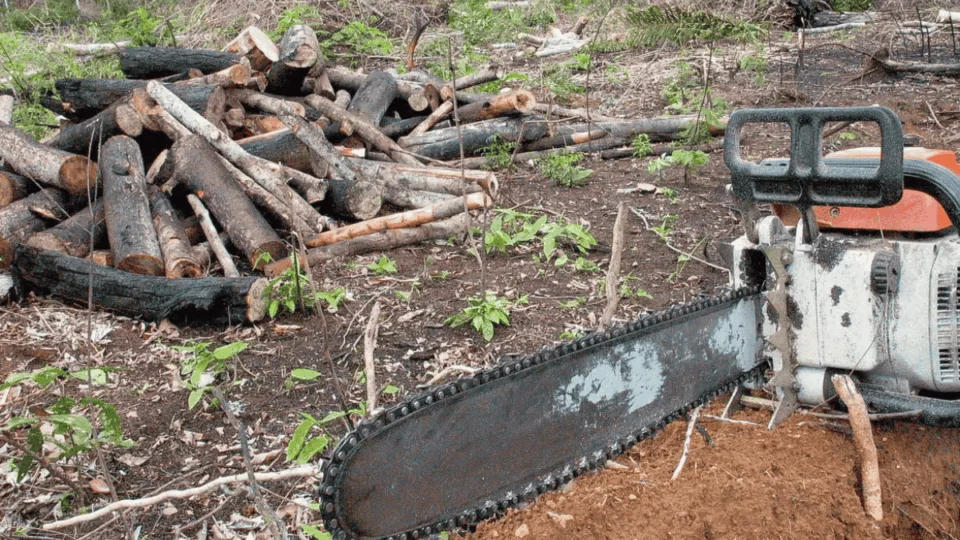 Desmatamento recua na Amazônia e no Cerrado, mas segue concentrado em estados-chave