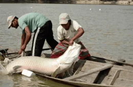 DNA de peixes amazônicos revela novas estratégias para combater pesca ilegal e proteger espécies