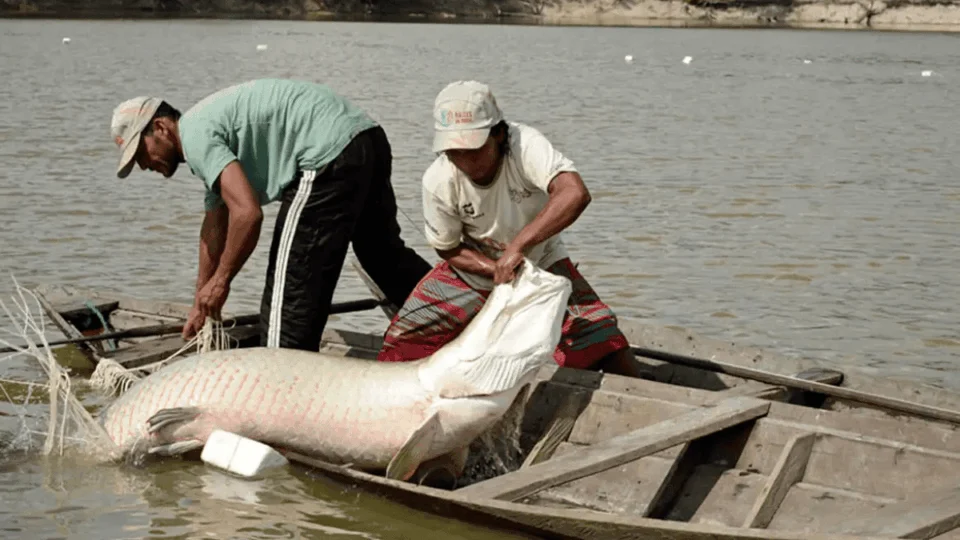 DNA de peixes amazônicos revela novas estratégias para combater pesca ilegal e proteger espécies