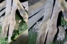 Filhote de onça-pintada é encontrado em quintal de comunidade rural no interior do Amazonas; VÍDEO