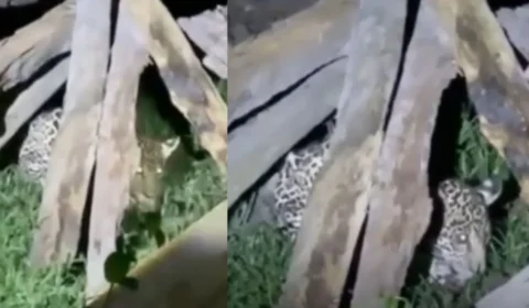Filhote de onça-pintada é encontrado em quintal de comunidade rural no interior do Amazonas; VÍDEO