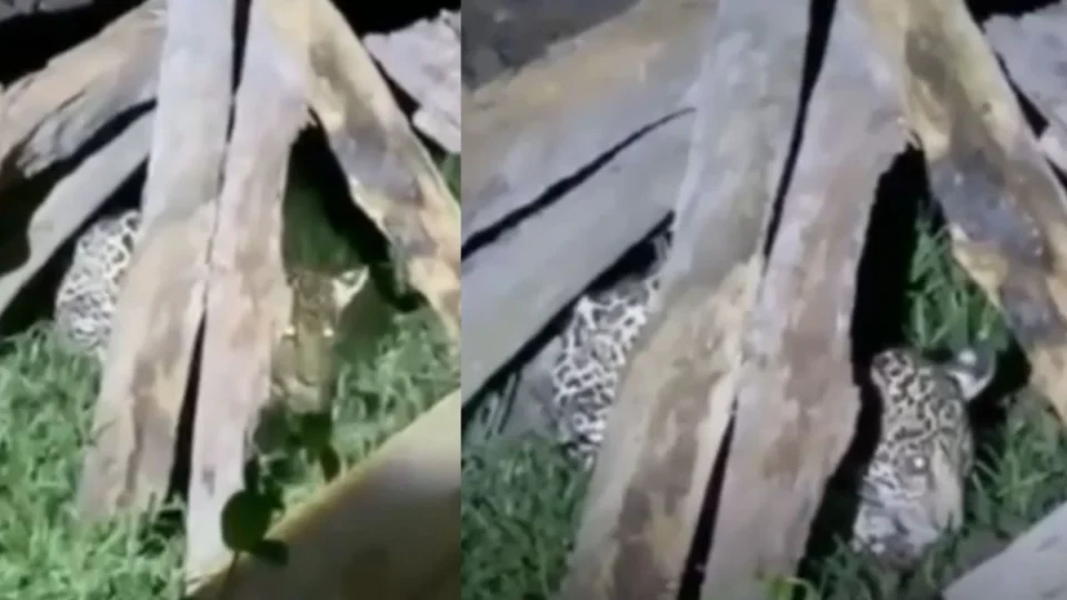 Filhote de onça-pintada é encontrado em quintal de comunidade rural no interior do Amazonas; VÍDEO