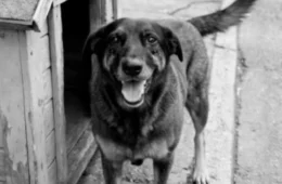 Caso do cachorro Orelha: veja quais medidas podem ser adotadas contra os adolescentes investigados