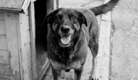 Caso do cachorro Orelha: veja quais medidas podem ser adotadas contra os adolescentes investigados