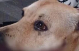 VÍDEO: Cadela tem boca mutilada após explosão de catolé durante Réveillon em Manaus