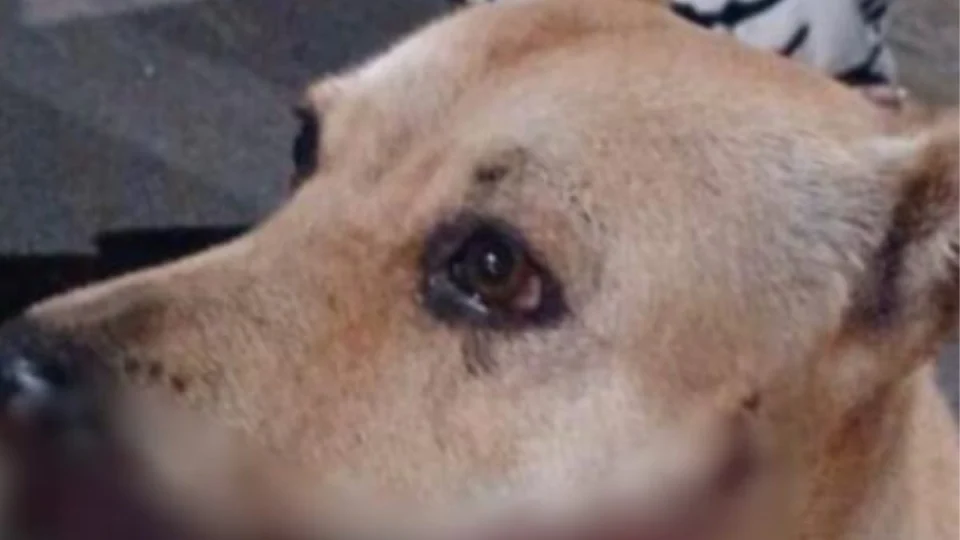 VÍDEO: Cadela tem boca mutilada após explosão de catolé durante Réveillon em Manaus