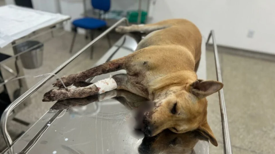 Cadela ferida durante Réveillon em Manaus segue internada e passará por cirurgia